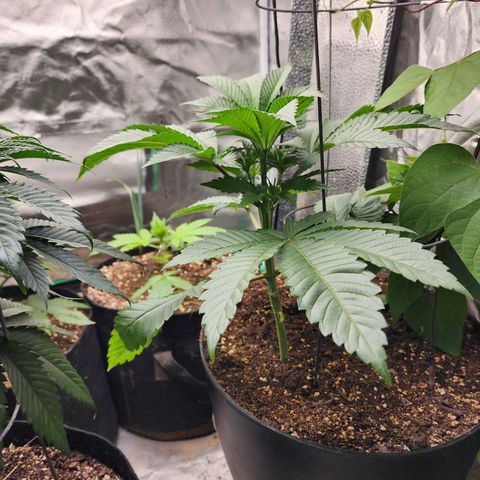 the Bloodrager growlog timeline photo