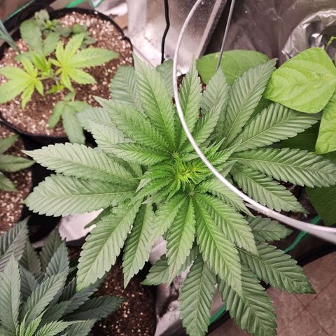 the Bloodrager growlog timeline photo