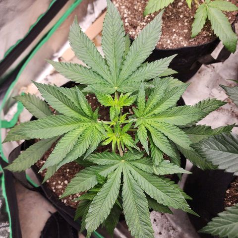 the Esoteric (Magus) growlog timeline photo