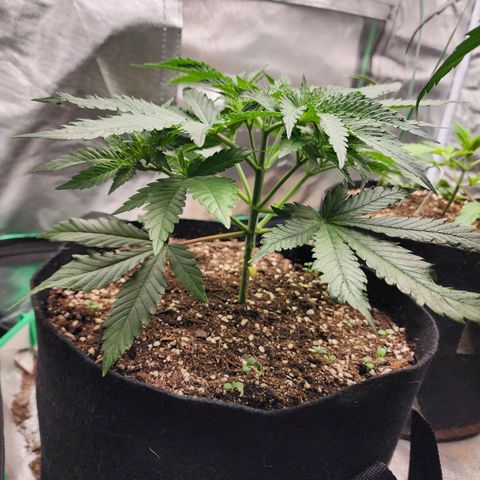 the Esoteric (Magus) growlog timeline photo