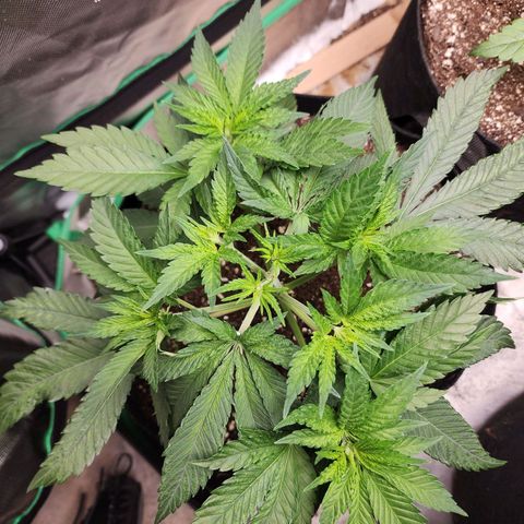 the Esoteric (Magus) growlog timeline photo