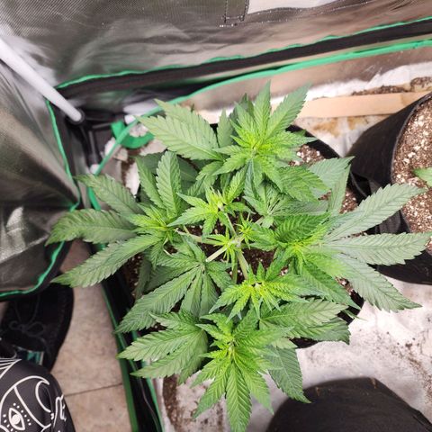 the Esoteric (Magus) growlog timeline photo