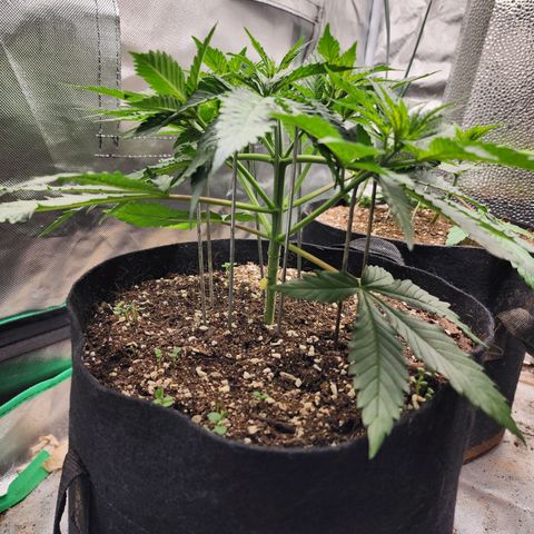 the Esoteric (Magus) growlog timeline photo