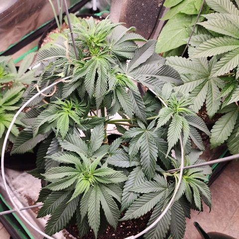 the Kineticist growlog timeline photo