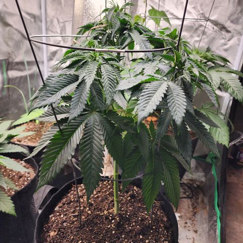 the Kineticist growlog timeline photo