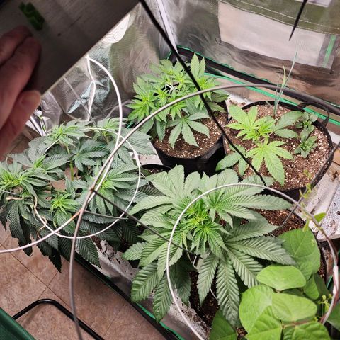 the Esoteric (Magus) growlog timeline photo