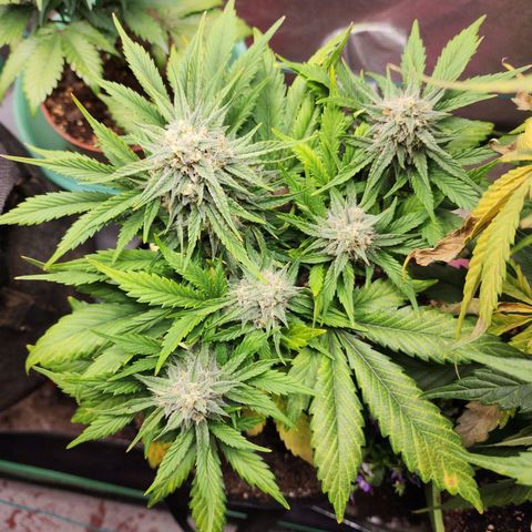 the Oracle (Livia Prime) growlog timeline photo