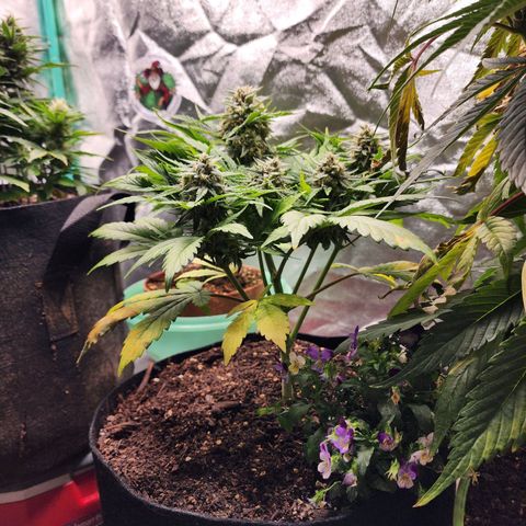 the Oracle (Livia Prime) growlog timeline photo