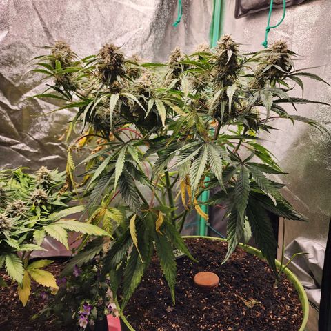 the Phalanx (Fighter) growlog timeline photo