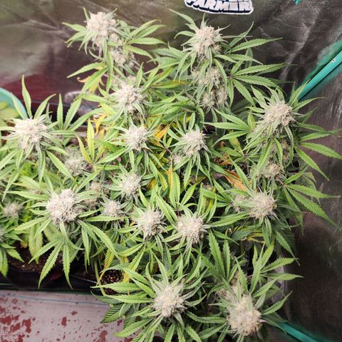 the Phalanx (Fighter) growlog timeline photo