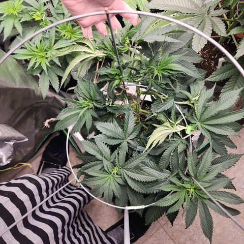 the Kineticist growlog timeline photo