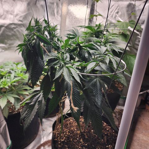 the Kineticist growlog timeline photo