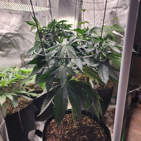 the Kineticist growlog timeline photo