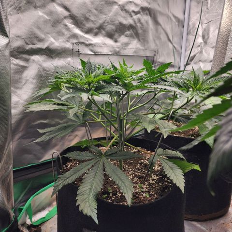 the Esoteric (Magus) growlog timeline photo