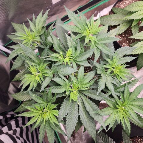 the Esoteric (Magus) growlog timeline photo