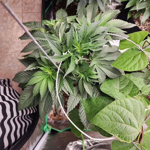 the Bloodrager growlog timeline photo