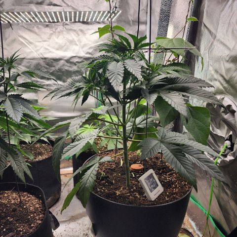 the Bloodrager growlog timeline photo