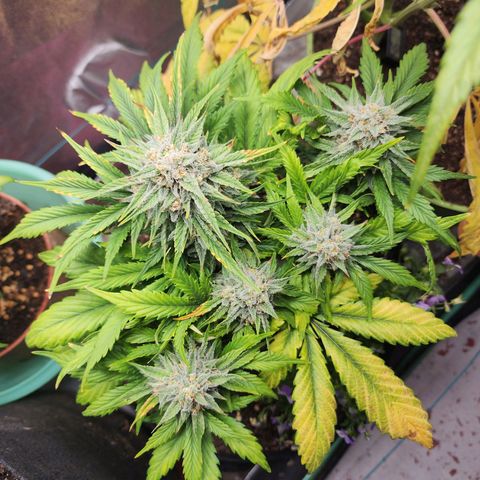 the Oracle (Livia Prime) growlog timeline photo