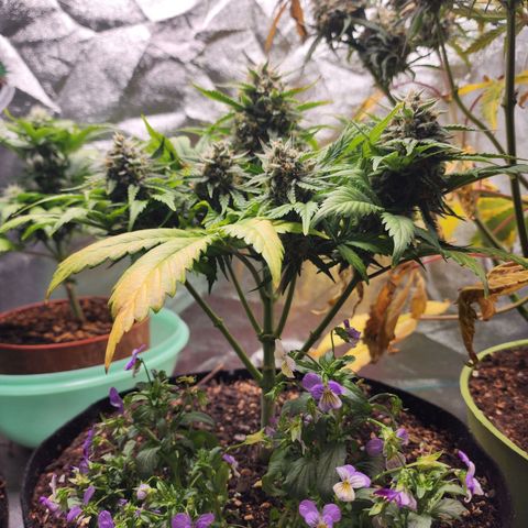 the Oracle (Livia Prime) growlog timeline photo