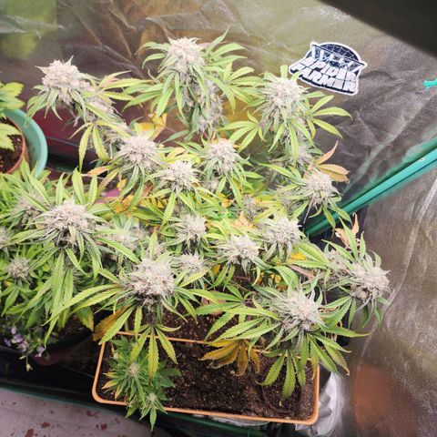 the Phalanx (Fighter) growlog timeline photo