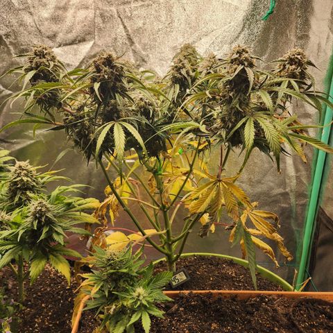 the Phalanx (Fighter) growlog timeline photo