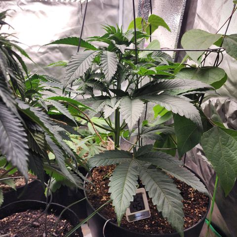 the Bloodrager growlog timeline photo