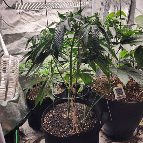 the Kineticist growlog timeline photo