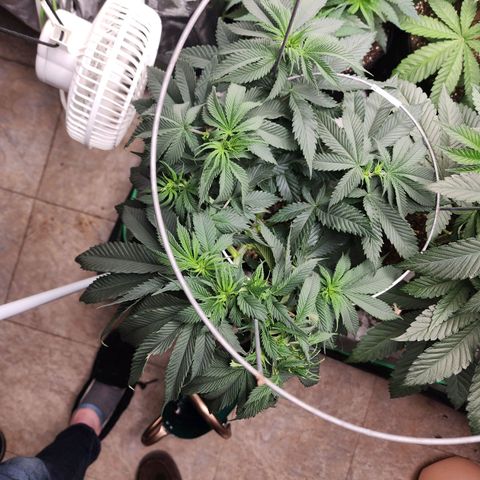 the Kineticist growlog timeline photo