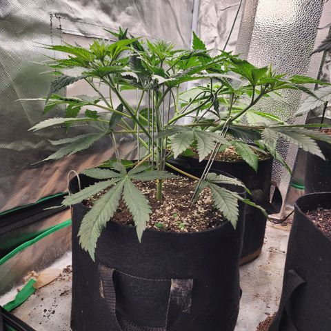 the Esoteric (Magus) growlog timeline photo