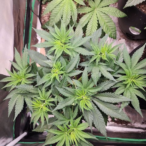 the Esoteric (Magus) growlog timeline photo