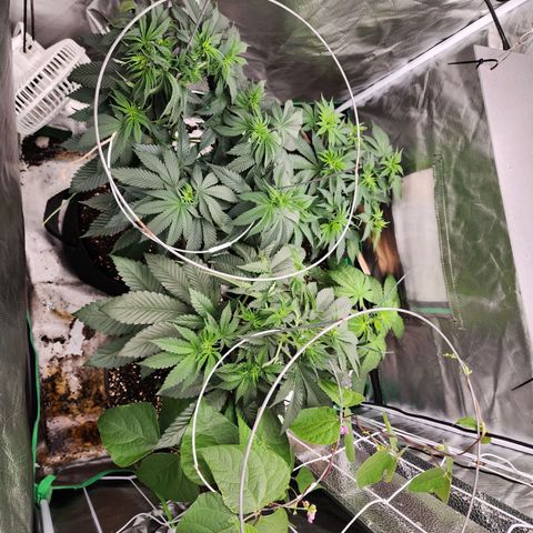 the Esoteric (Magus) growlog timeline photo