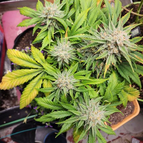 the Oracle (Livia Prime) growlog timeline photo