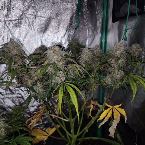 the Phalanx (Fighter) growlog timeline photo