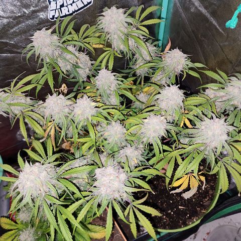 the Phalanx (Fighter) growlog timeline photo