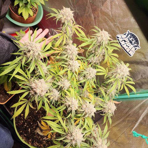 the Phalanx (Fighter) growlog timeline photo