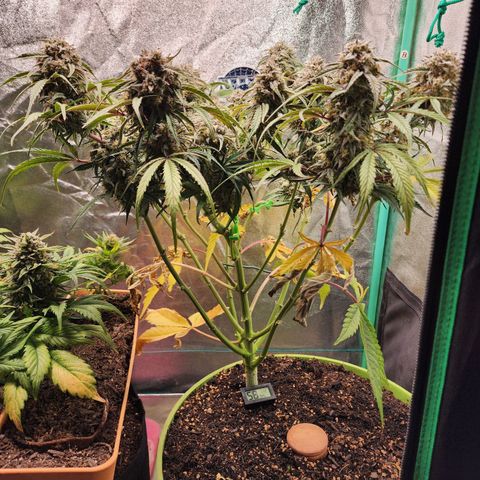 the Phalanx (Fighter) growlog timeline photo