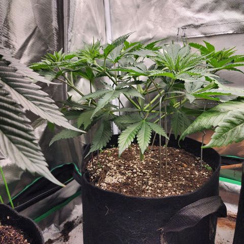 the Esoteric (Magus) growlog timeline photo