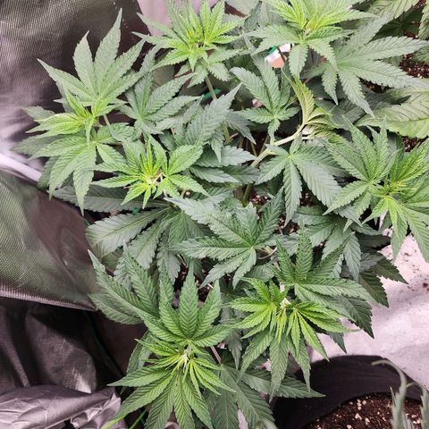the Esoteric (Magus) growlog timeline photo