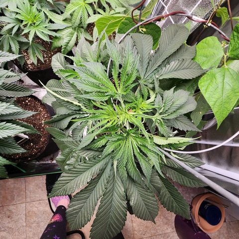 the Bloodrager growlog timeline photo