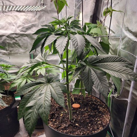 the Bloodrager growlog timeline photo