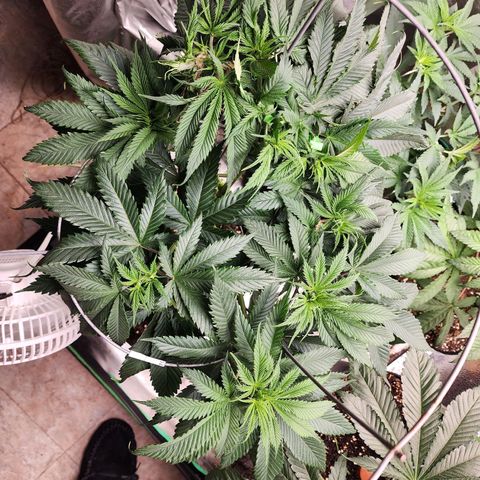 the Kineticist growlog timeline photo