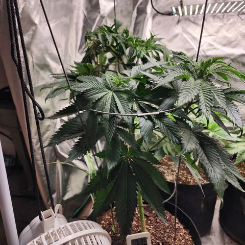 the Kineticist growlog timeline photo