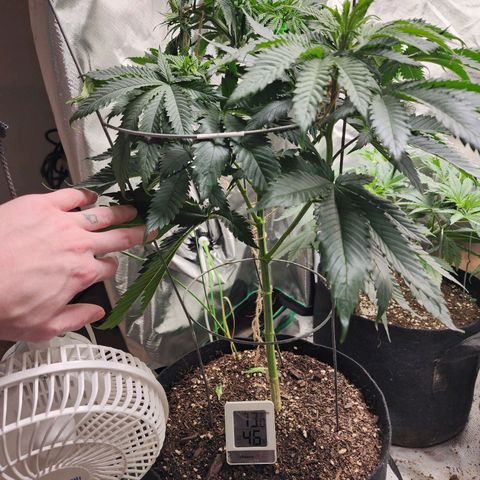 the Kineticist growlog timeline photo