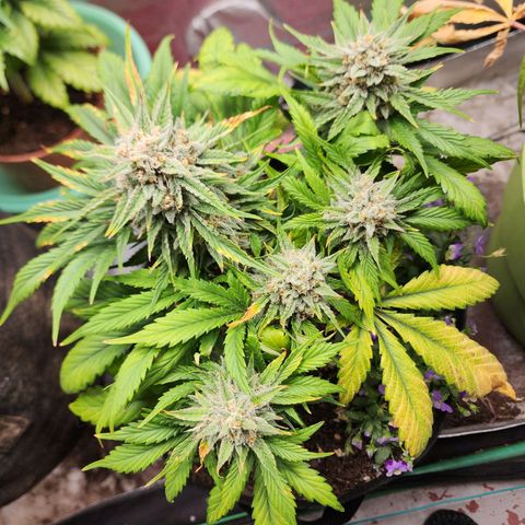 the Oracle (Livia Prime) growlog timeline photo
