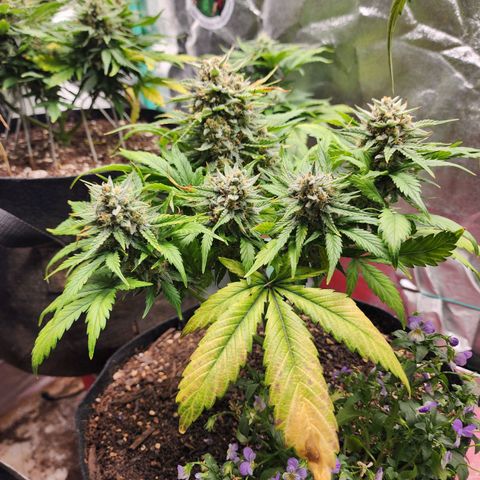 the Oracle (Livia Prime) growlog timeline photo