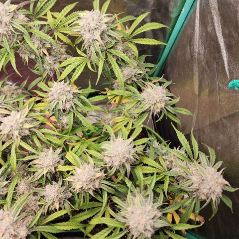 the Phalanx (Fighter) growlog timeline photo