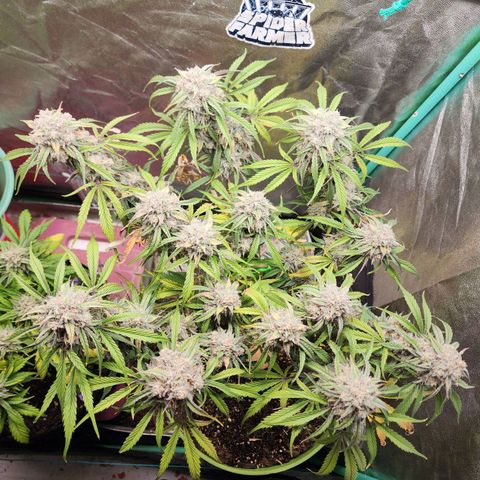 the Phalanx (Fighter) growlog timeline photo