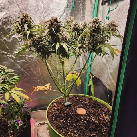 the Phalanx (Fighter) growlog timeline photo
