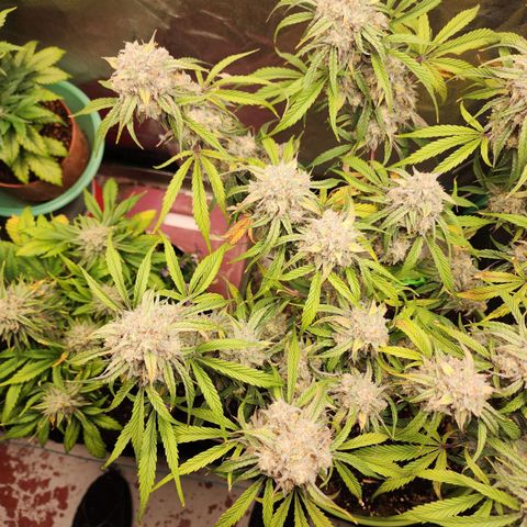 the Phalanx (Fighter) growlog timeline photo