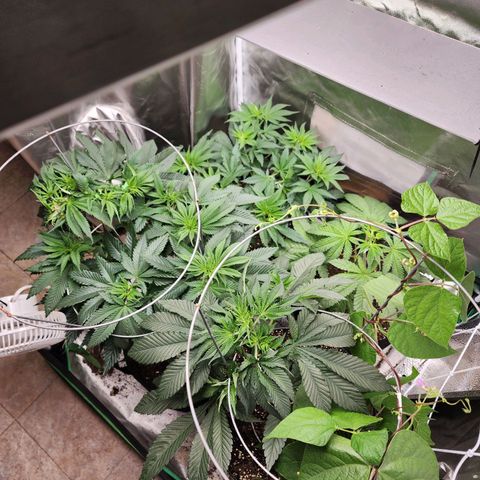 the Esoteric (Magus) growlog timeline photo